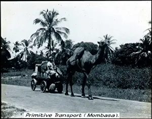 Mombasa: Kenya - Camel-drawn Transport, Mombasa