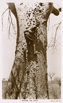 Scaling: Kenyan boy scaling a tree trunk on the hunt for honey