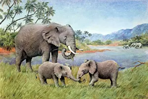 Calves: Kenyan Elephants by the Mara River