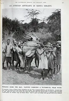 Antelopes: Kenyan Waterbuck