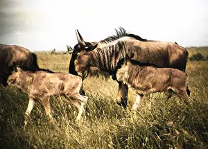 Connochaetes: Kenyan Wildebeest /Gnu