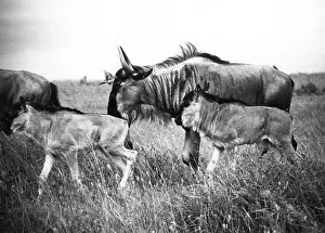 Connochaetes: Kenyan Wildebeest /Gnu