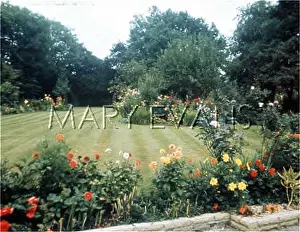 Dahlias: WELL KEPT GARDEN