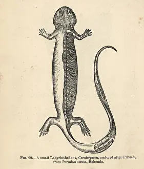 Galvani: Keraterpeton galvani