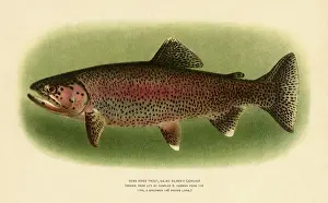 Faint: Kern River Trout