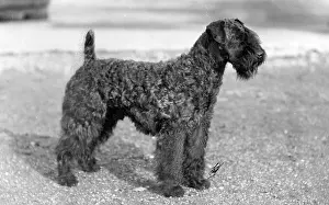 Clad: KERRY BLUE TERRIER/1928