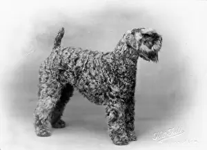 Thomas Fall: KERRY BLUE TERRIER/1930