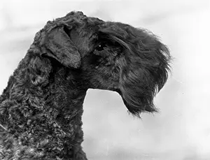 Fellow: KERRY BLUE TERRIER/1934
