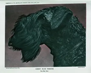 Pedigrees: Kerry Blue Terrier