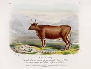 Killaloe: KERRY COW