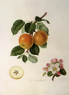 Leafed: Kerry Pippin Apples