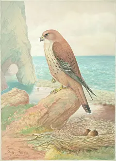 Rankin: Kestrel