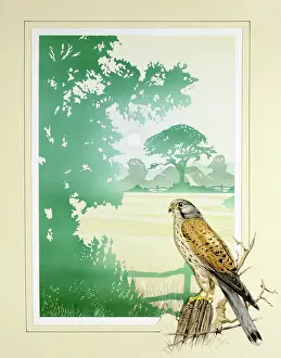 Malcolm Greensmith Collection: Kestrel and English Countryside scenery