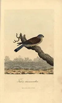 Colorist: Kestrel, Falco tinnunculus