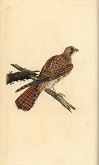 Tinnunculus: Kestrel, Falco tinnunculus, female