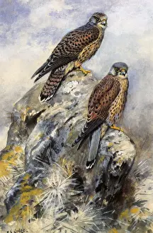 Kestrel: Kestrel, Falco tunnunculus