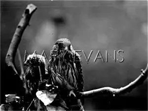Kestral: KESTREL & FLEDGLING