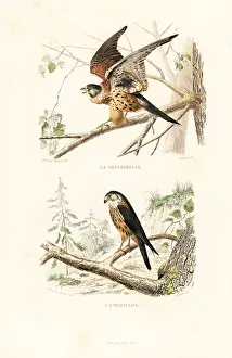 Pourrat: Kestrel and merlin