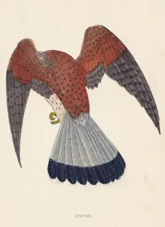 Kestrel: KESTREL (MORRIS)