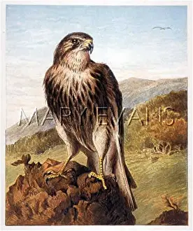 Tinnunculus: KESTREL ON ROCK