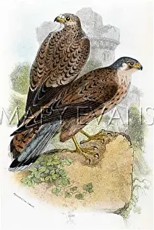 Tinnunculus: KESTREL (SHARPE)