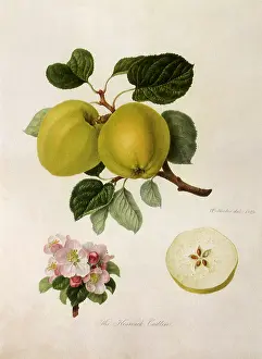 Leafed: Keswick Codlin Apples