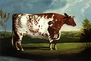 Famed: The Ketton Ox