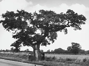 Kett: KETT'S OAK