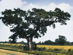 Whichcolourisedpic: KETT'S OAK