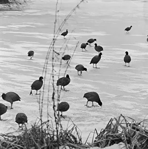 Coot: Kew Gardens