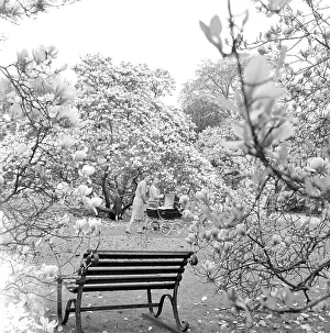 Magnolias: Kew Gardens