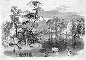 Wildfowl: KEW GARDENS