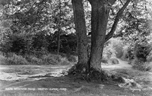 Kewstoke Wood