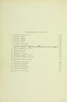 Henrik: Key for Eggs of Paradiseidae