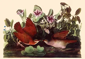 Glories: Key West Quail Dove