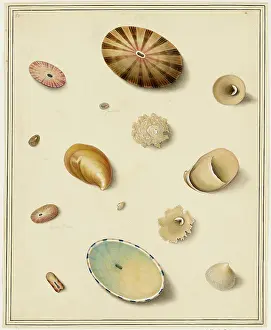 Bodycolour: Keyhole Limpets