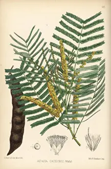 Kher: Khair or kher, Acacia catechu