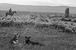 Shepherds: Khakass Steppe