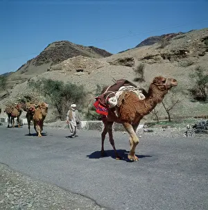 Douglas Dickins: KHYBER PASS/CAMELS