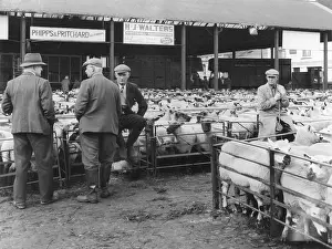 Kidderminster: KIDDERMINSTER SHEEP FAIR