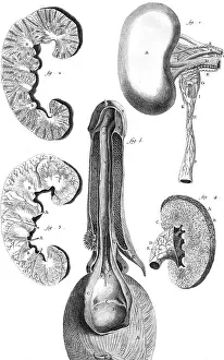 Kidneys: KIDNEY & BLADDER 18TH C