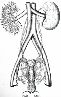 Unpublished: Kidneys: One shown whole and the other as a network