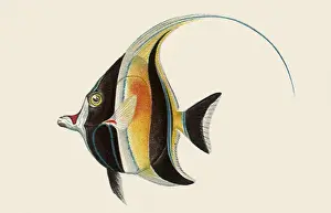Elongated: Kihikihi