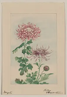 Chrysanthemum: Kiku - chrysanthemum