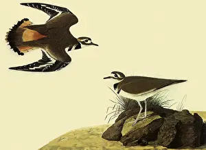 Perches: Killdeer
