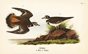Quail: Killdeer, Charadrius vociferus