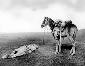 Transylvania: A killed cavalryman, 1917
