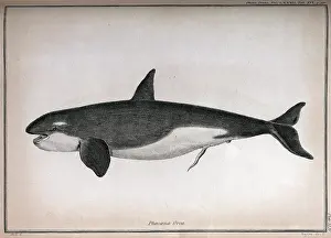 Orca: Killer whale