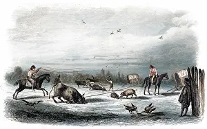 Slaughtering: KILLING CATTLE ARGENTINA