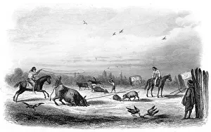 Slaughtering: KILLING CATTLE ARGENTINA